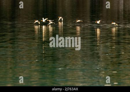 Eine Gruppe von pochardigen Enten, die tief über dem Sylvenstein-Stausee fliegen Stockfoto