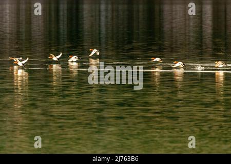 Eine Gruppe von pochardigen Enten, die tief über dem Sylvenstein-Stausee fliegen Stockfoto