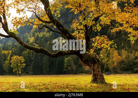 Herbstfarben auf dem bunten Laub eines alten Ahornbaums im Naturpark Karwendel in Tirol / Österreich, in den Alpen im Herbst. Stockfoto
