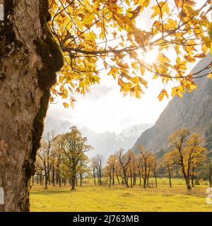 Die Sonne bildet im Herbst am Stamm eines alten Ahornbaums am Großen Ahornboden in Karwendel einen Stern. Das Laub leuchtet bunt, im Hintergrund mehr Ahornbäume. Stockfoto