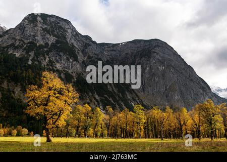 Abendlicht am Großen Ahornboden im Karwendel bei Hinterriss, Tirol / Österreich im Abendlicht des Sonnenuntergangs hinter den Bergen. Die Herbstblätter glühen rot-golden und im Hintergrund thront das Sonnjoch. Stockfoto