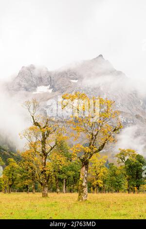 Zwei alte Ahornbäume auf dem großen Ahornboden bei Hinterriss im Karwendel / Österreich, im Hintergrund zwischen Wolken die Spirtzkarspitze der Lalidererwande. Die Herbstblätter leuchten gelb, während sich der Nebel nähert. Stockfoto