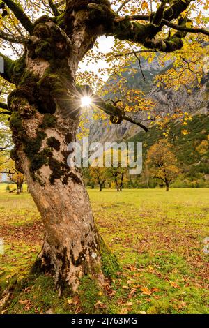 Die Sonne bildet im Herbst am Stamm eines alten Ahornbaums am Großen Ahornboden in Karwendel einen Stern. Das Laub leuchtet bunt, im Hintergrund mehr Ahornbäume. Stockfoto