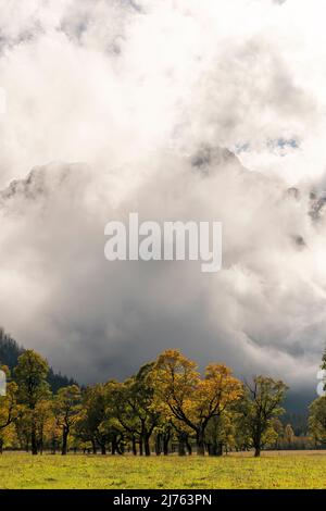 Dichte Wolken am Großen Ahornboden im Risstal / eng, bei Hinterriss, Tirol / Österreich im Herbst im Herzen des Naturparks Karwendel. Im Hintergrund umhüllen dichte Wolken die Spritzkarspitze der Lalidererwände, während die herbstlichen Bäume im Vordergrund im Hintergrund leuchten. Stockfoto