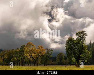 Dichte Wolken am Großen Ahornboden im Risstal / eng, bei Hinterriss, Tirol / Österreich im Herbst im Herzen des Naturparks Karwendel. Im Hintergrund umhüllen dichte Wolken die Spritzkarspitze der Lalidererwände, während die herbstlichen Bäume im Vordergrund im Hintergrund leuchten. Stockfoto