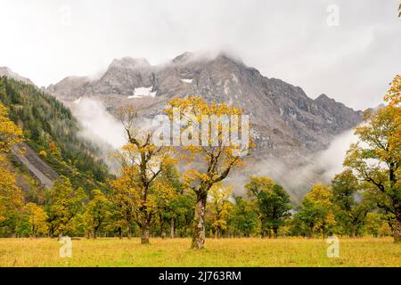 Zwei alte Ahornbäume auf dem großen Ahornboden bei Hinterriss im Karwendel / Österreich, im Hintergrund zwischen Wolken die Spirtzkarspitze der Lalidererwande. Die Herbstblätter leuchten gelb, während sich der Nebel nähert. Stockfoto