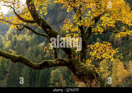 Herbstfarben auf dem bunten Laub eines alten Ahornbaums im Naturpark Karwendel in Tirol / Österreich, in den Alpen im Herbst. Stockfoto