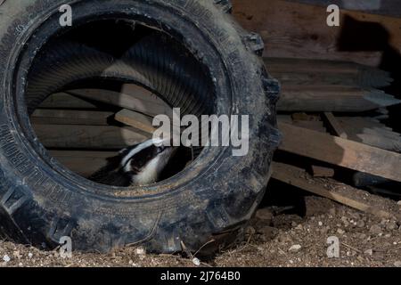 Ein Dachs hinter einem alten Traktorreifen Stockfoto