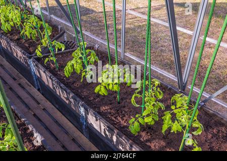 Schöne Aussicht auf Tomatensämlinge im Boden im Gewächshaus gepflanzt. Schweden. Stockfoto