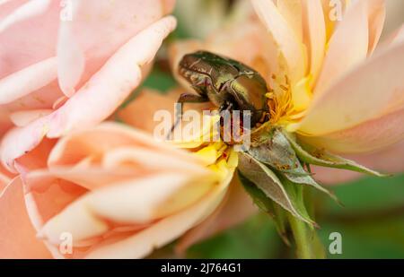 Blumenschäfer auf einer Rose Stockfoto