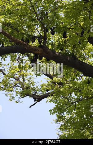 Hängender indischer Flughund (Pteropus medius) oder Fledermaus im Nana Rao Park oder Company Bagh (ehemals Memorial Well Garden). Kanpur, Uttar Pradesh, Indien. Stockfoto