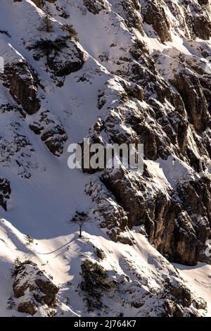 Ein Baum steht im Tiefschnee auf einem Felsvorsprung in den Alpen, dem Karwendel bei Hinterriss in Tirol und wird von der Sonne von der Seite beleuchtet. Neuschnee liegt auf den steilen Felsen. Stockfoto