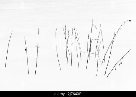 Eine Gruppe von Brennnesseln stielte im Weiß des Schnees in Schwarz und Weiß. Stockfoto