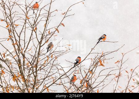 Eine Gruppe männlicher Gimpel und ein Weibchen in den Ästen eines Baumes, während es im dichten Schneegestöber in Karwendel schneit. Stockfoto