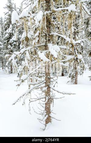 Eine Fichte im Winter in dichtem Schnee mit Flechten bedeckt. Stockfoto