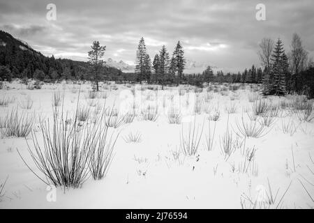 Die Isarauen, die Schwemmebene der Isar bei Wallgau am Isarsteg im Winter mit Schnee und weichem Winterlicht des Sonnenuntergangs. Im Hinetrgrund die Arnspitze und ein Teil des Wettersteingebirges in Wolkenschleier und teilweise Nebel, im Vordergrund kleine Weidenbüsche. Stockfoto