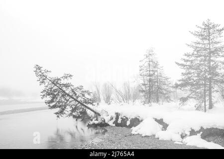 Neblige Stimmung im Winter auf der Isar in den deutschen Alpen zwischen Wallgau und Vorderriss. Eine einzelne Fichte steht am Ufer des Flusses, stark geneigt und im Begriff, ins kalte Wasser zu fallen, der Baum wird reflektiert und die Szene mit Nebel und Schnee umrahmt. Stockfoto