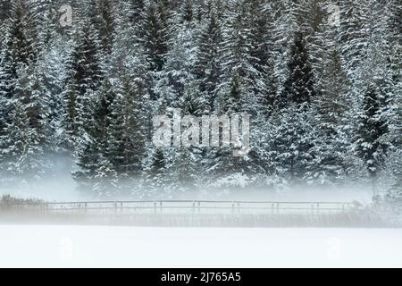 Die kleine Brücke am Lautersee im Winter mit Schnee, Eis und dichtem Bodennebel. Stockfoto