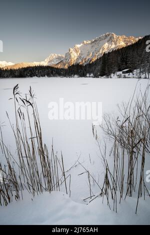 Der gefrorene Lautersee im Winter in Schnee und Eis, im Vordergrund Schilf, im Hintergrund das Karwendelgebirge Stockfoto