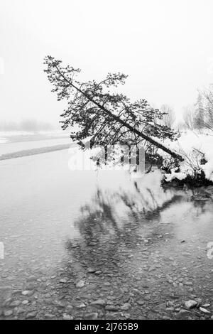 Neblige Stimmung im Winter auf der Isar in den deutschen Alpen zwischen Wallgau und Vorderriss. Eine einzelne Fichte steht am Ufer des Flusses, stark geneigt und im Begriff, ins kalte Wasser zu fallen, der Baum wird reflektiert und die Szene mit Nebel und Schnee umrahmt. Stockfoto