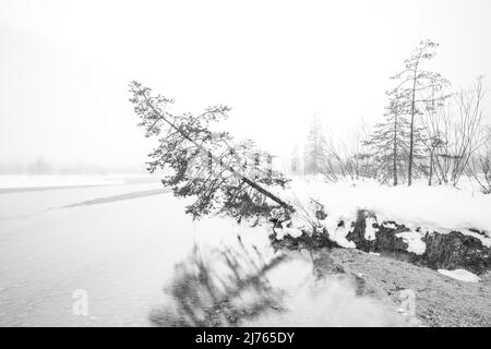 Neblige Stimmung im Winter auf der Isar in den deutschen Alpen zwischen Wallgau und Vorderriss. Eine einzelne Fichte steht am Ufer des Flusses, stark geneigt und im Begriff, ins kalte Wasser zu fallen, der Baum wird reflektiert und die Szene mit Nebel und Schnee umrahmt. Stockfoto