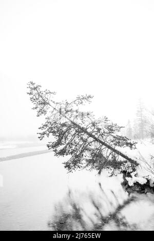 Neblige Stimmung im Winter auf der Isar in den deutschen Alpen zwischen Wallgau und Vorderriss. Eine einzelne Fichte steht am Ufer des Flusses, stark geneigt und im Begriff, ins kalte Wasser zu fallen, der Baum wird reflektiert und die Szene mit Nebel und Schnee umrahmt. Stockfoto