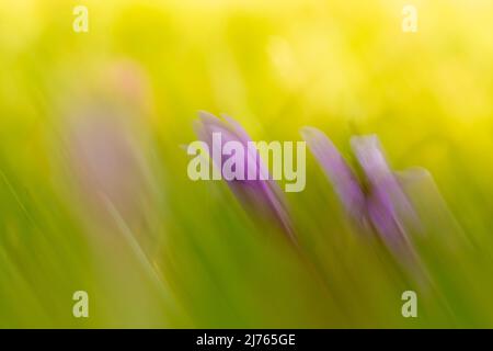 Blumen von Herbstkrokus (Colchicum autumnale) auf einer Wiese, unscharf am Boden fotografiert. Stockfoto