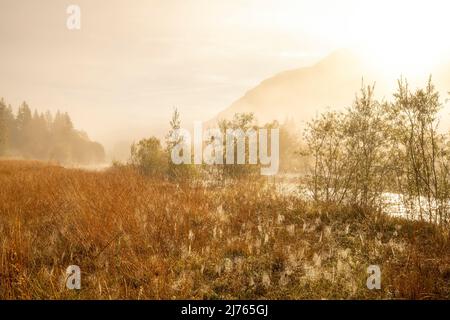 Ein nebliger Sonnenaufgang am Ufer der Isar bei Wallgau. Im Vordergrund Taubenspinnen in einer Wiese, im Hintergrund sieht man leicht den Fluss, das Karwendelgebirge und eine leichte Stimmung im Nebel. Stockfoto