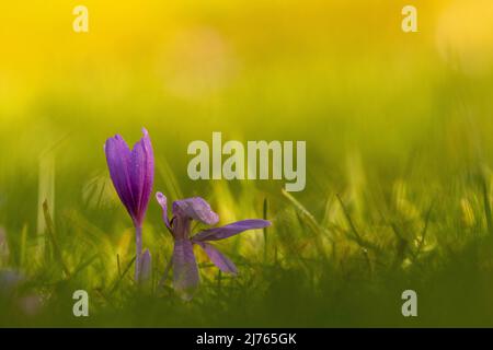 Blumen von Herbstkrokus (Colchicum autumnale) auf einer Wiese, unscharf am Boden fotografiert. Stockfoto