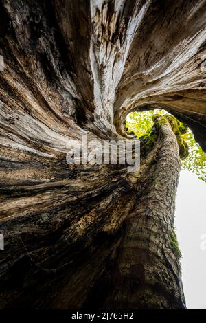 Ein ausgehöhlter alter Ahornbaum am großen Ahornboden im Karwendel, in den Alpen Österreichs, von innen fotografiert. Der verdrehte Stamm windet sich bis zur Baumkrone und zeigt wunderschön die Holzstruktur. Stockfoto