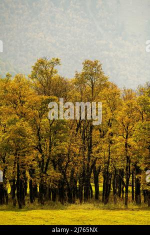 Ahornwald am großen Ahornboden in Hinterriss / eng in Tirol / Österreich im Karwendel im Hintergrund, während der Herbst die Blätter gelb färbt. Stockfoto