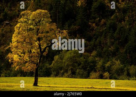 Ein einzelner Ahornbaum, der im Herbst auf dem großen Ahornboden bei Hinterriss / Tirol, Österreich, von der Sonne beleuchtet wird, mit Herbstblättern. Stockfoto