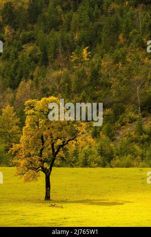 Ein einzelner Ahornbaum, der im Herbst auf dem großen Ahornboden bei Hinterriss / Tirol, Österreich, von der Sonne beleuchtet wird, mit Herbstblättern. Stockfoto