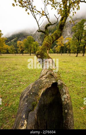 Ein großer geteilter Ast eines Ahornbaums auf dem großen Ahornboden. Stockfoto