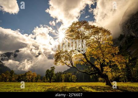 Ein alter Ahornbaum auf dem großen Ahornboden im sogenannten eng, Risstal bei Hinterriss im Karwendel / Österreich im Gegenlicht der Sonne. Mit Sonnenstern und im Hintergrund zwischen Wolken die Spritzkarspitze und andere Ahornbäume im Herbst mit goldenem Laub. Stockfoto