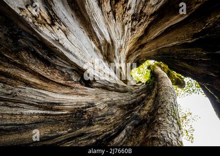 Ein ausgehöhlter alter Ahornbaum am großen Ahornboden im Karwendel, in den Alpen Österreichs, von innen fotografiert. Der verdrehte Stamm windet sich bis zur Baumkrone und zeigt wunderschön die Holzstruktur. Stockfoto