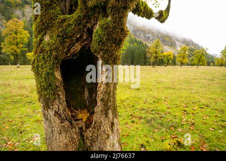 Großes Loch auf einem alten Ahornbaum in Karwendel am großen Ahornboden, umgeben von Wiese und Weide. Stockfoto