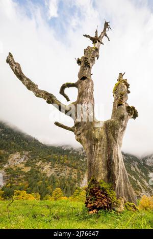 Ein alter toter Ahornbaum. Der Baumstamm versorgt verschiedene andere Pilze und Lebewesen mit Leben und tropft mit seinen abgestorbenen Ästen inmitten des großen Ahornbodens im Karwendel, Tirol bei Hinterriss. Im Hintergrund färbt der Herbst die Restlcihen-Bäume golden. Stockfoto