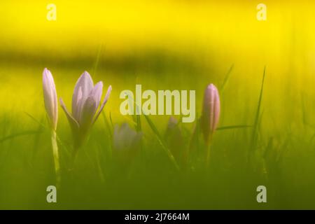 Blumen von Herbstkrokus (Colchicum autumnale) auf einer Wiese, unscharf am Boden fotografiert. Stockfoto