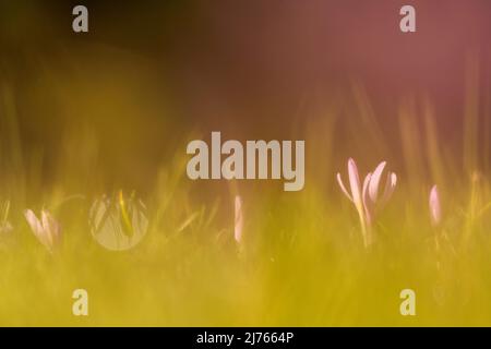 Blumen von Herbstkrokus (Colchicum autumnale) auf einer Wiese, unscharf am Boden fotografiert. Stockfoto