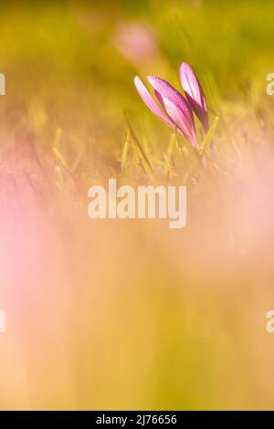 Blumen von Herbstkrokus (Colchicum autumnale) auf einer Wiese, unscharf am Boden fotografiert. Stockfoto