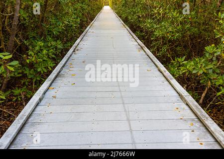 Boardwalk durch den Mangrovenwald auf dem Glover Bight Nature Trail, Rotary Park, Cape Coral, Florida, USA Stockfoto