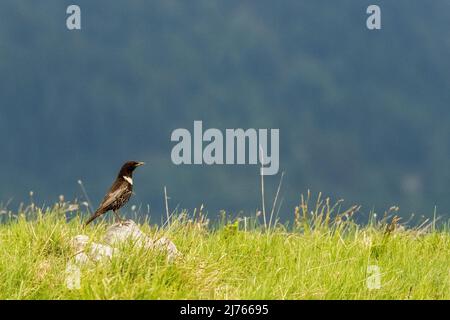 Eine der sehr seltenen Soor-Arten, die Ringouzel im hohen Gras auf einem Kamm im Karwendelgebirge Stockfoto