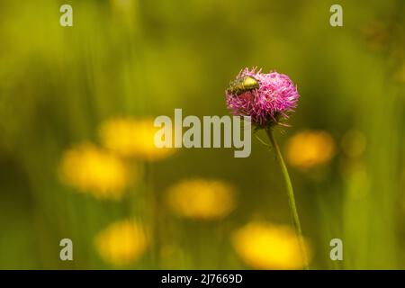 Ein gewöhnlicher Rosenkäfer, auch golden glänzender Käfer genannt, auf einer Kleeblüte im Karwendel um 1900m. Stockfoto