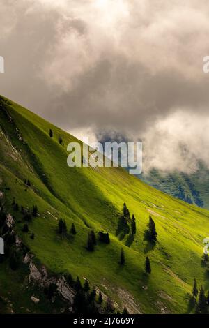 Mittsommer an den Berghängen im Karwendel stehen einzelne Fichten auf den sattgrünen Flanken des Schafreuter, einem beliebten Wanderberg im deutsch-österreichischen Grenzgebiet im Karwendel bei Hinterriss. Dichte Wolken lassen Licht auf die grüne Bergwiese. Stockfoto