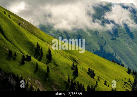 Mittsommer an den Berghängen im Karwendel stehen einzelne Fichten auf den sattgrünen Flanken des Schafreuter, einem beliebten Wanderberg im deutsch-österreichischen Grenzgebiet im Karwendel bei Hinterriss. Dichte Wolken lassen Licht auf die grüne Bergwiese. Stockfoto