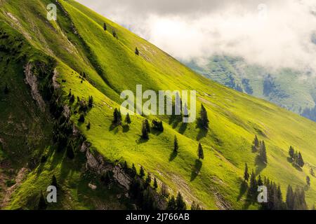 Mittsommer an den Berghängen im Karwendel stehen einzelne Fichten auf den sattgrünen Flanken des Schafreuter, einem beliebten Wanderberg im deutsch-österreichischen Grenzgebiet im Karwendel bei Hinterriss. Dichte Wolken lassen Licht auf die grüne Bergwiese. Stockfoto