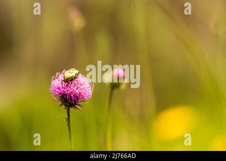 Ein gewöhnlicher Rosenkäfer, auch golden glänzender Käfer genannt, auf einer Kleeblüte im Karwendel um 1900m. Stockfoto