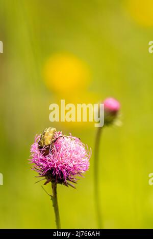 Ein gewöhnlicher Rosenkäfer, auch golden glänzender Käfer genannt, auf einer Kleeblüte im Karwendel um 1900m. Stockfoto