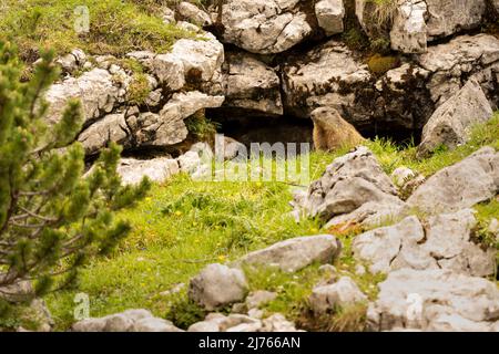 Ein Murmeltier vor seiner Höhle im Karwendelgebirge Stockfoto